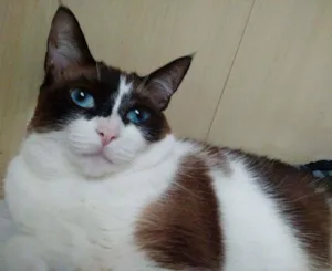 Gato raça SRD idade 3 anos nome Safira