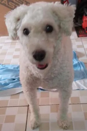 Cachorro raça Poodle  idade 6 ou mais anos nome Sasha