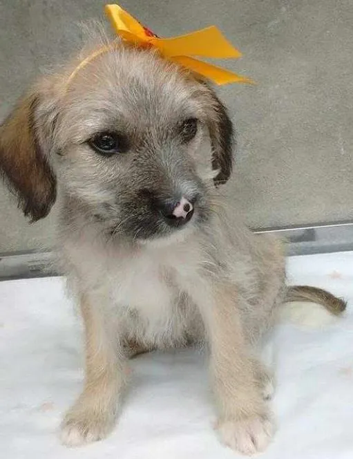 Cachorro ra a srd idade 2 a 6 meses nome bebes caucaia