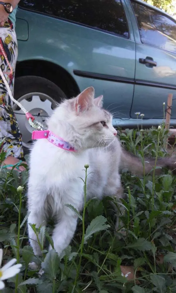 Gato ra a SRD idade 6 ou mais anos nome Cléo