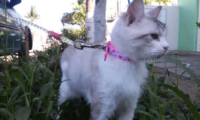 Gato ra a SRD idade 6 ou mais anos nome Cléo