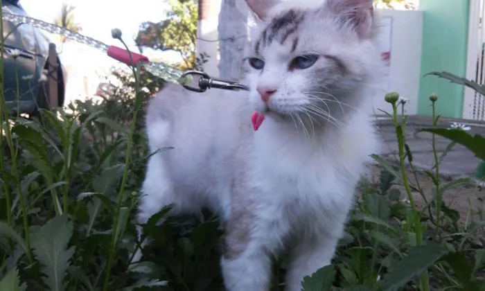 Gato ra a SRD idade 6 ou mais anos nome Cléo