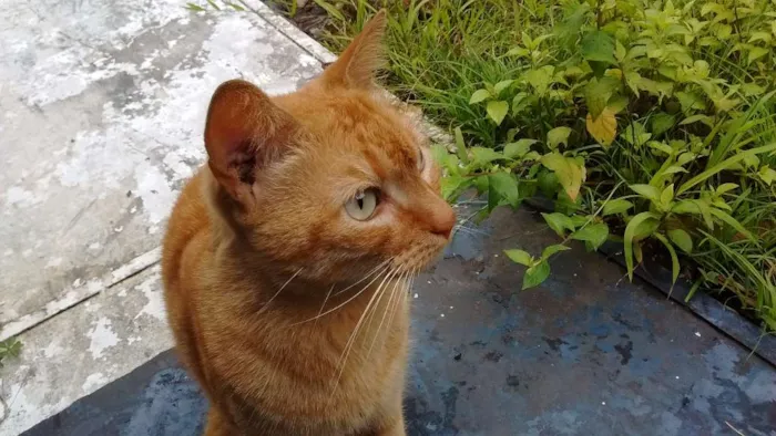 Gato ra a  idade 1 ano nome Sofia