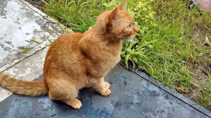 Gato ra a  idade 1 ano nome Sofia