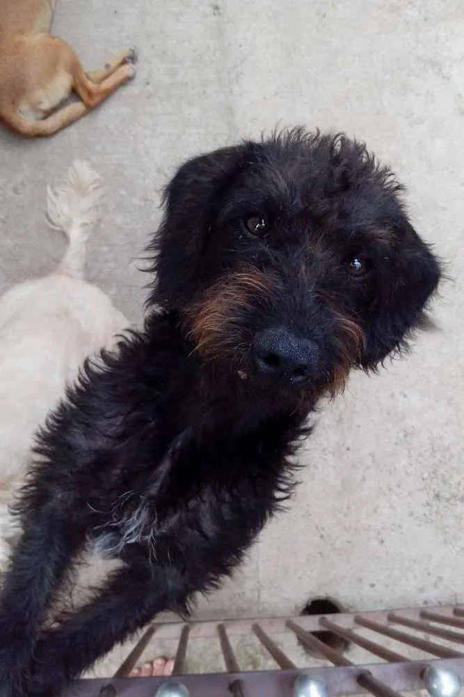 Cachorro ra a srd idade 7 a 11 meses nome felpudo