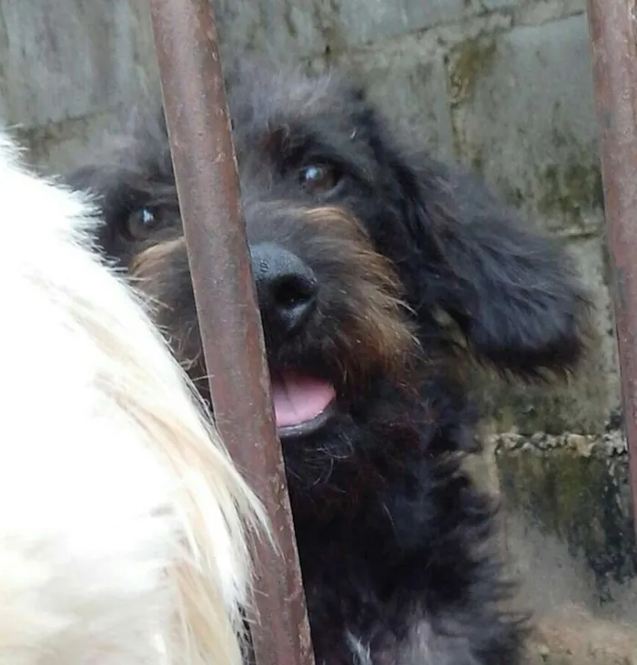 Cachorro ra a srd idade 7 a 11 meses nome felpudo