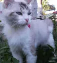 Cléo