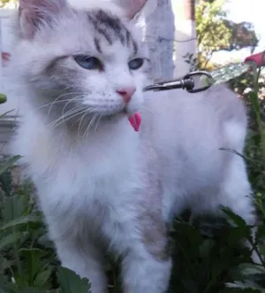 Gato raça SRD idade 6 ou mais anos nome Cléo