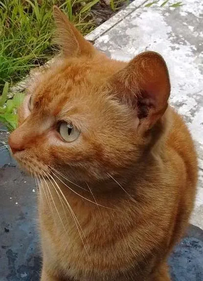 Gato ra a  idade 1 ano nome Sofia