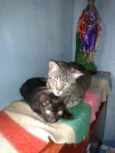 Juquinha