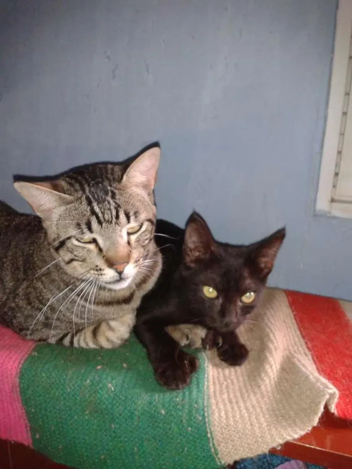 Gato ra a Pretinha idade 1 ano nome Juquinha