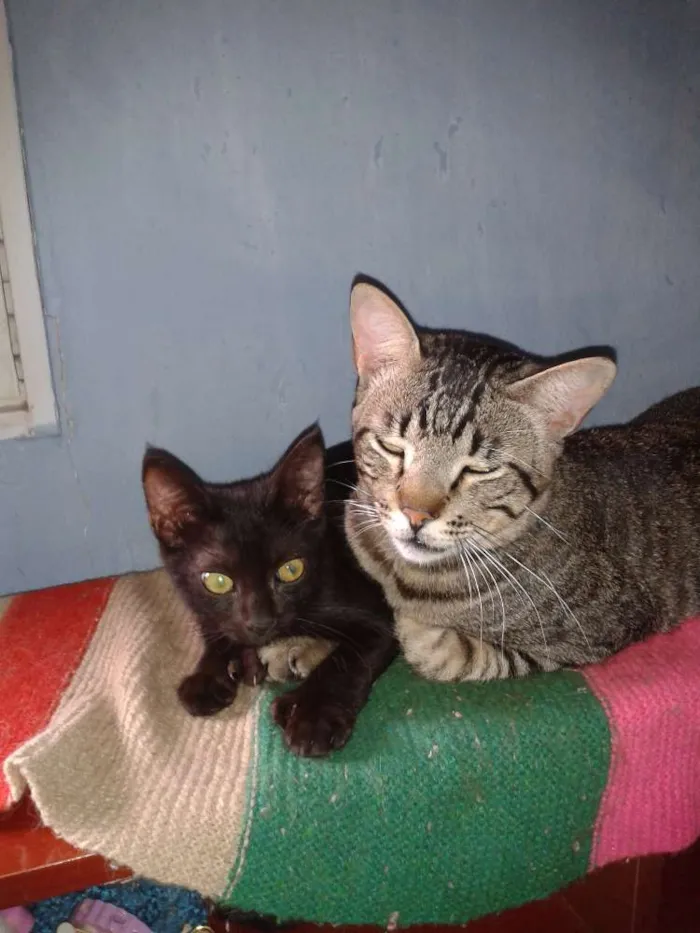 Gato ra a Pretinha idade 1 ano nome Juquinha