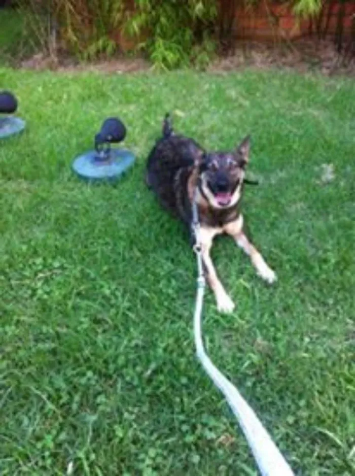 Cachorro raça viralata idade 1 ano nome Laika