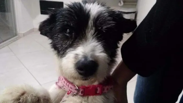 Cachorro ra a Vira-lata idade 2 anos nome Estopinha