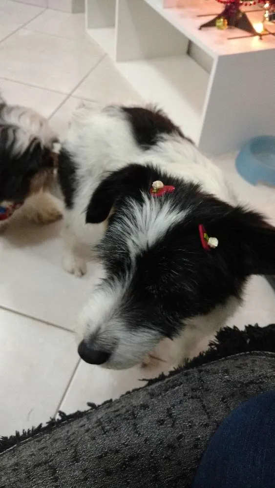 Cachorro ra a Vira-lata idade 2 anos nome Estopinha