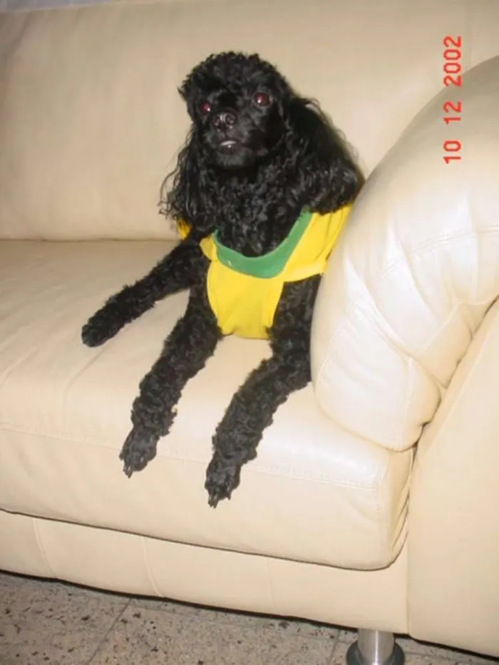 Cachorro ra a Poodle idade 6 ou mais anos nome Kiara