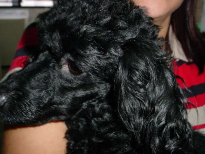 Cachorro ra a Poodle idade 6 ou mais anos nome Kiara