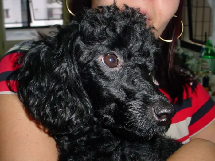 Cachorro ra a Poodle idade 6 ou mais anos nome Kiara