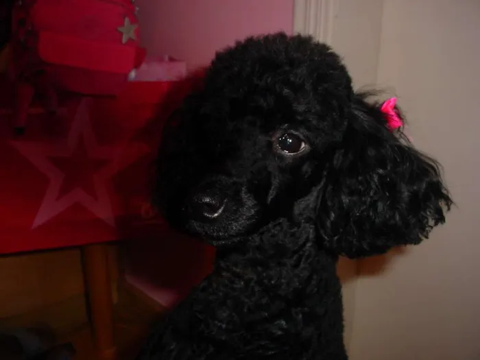 Cachorro ra a Poodle idade 6 ou mais anos nome Kiara