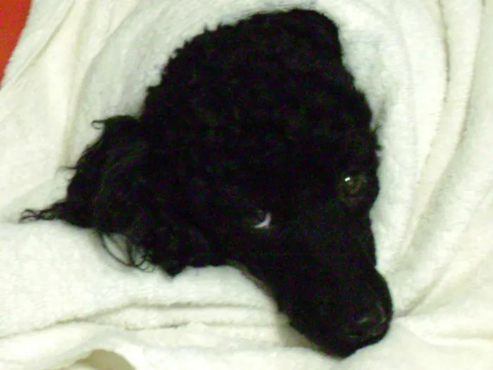Cachorro ra a Poodle idade 6 ou mais anos nome Kiara