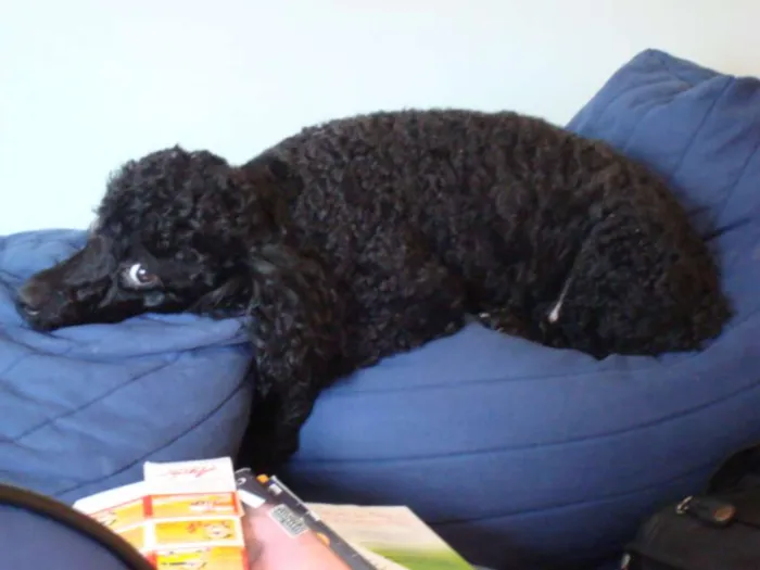 Cachorro ra a Poodle idade 6 ou mais anos nome Kiara
