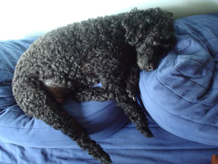 Cachorro ra a Poodle idade 6 ou mais anos nome Kiara