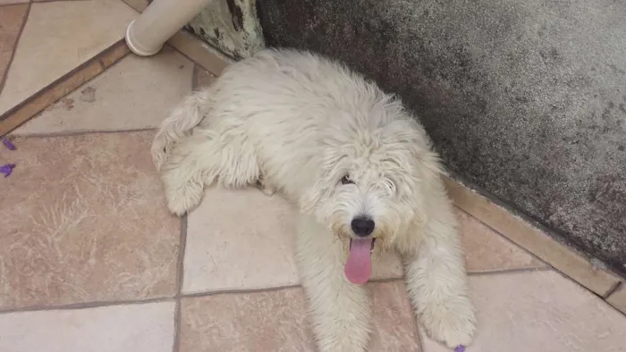 Cachorro ra a Poodle idade 2 a 6 meses nome Snow