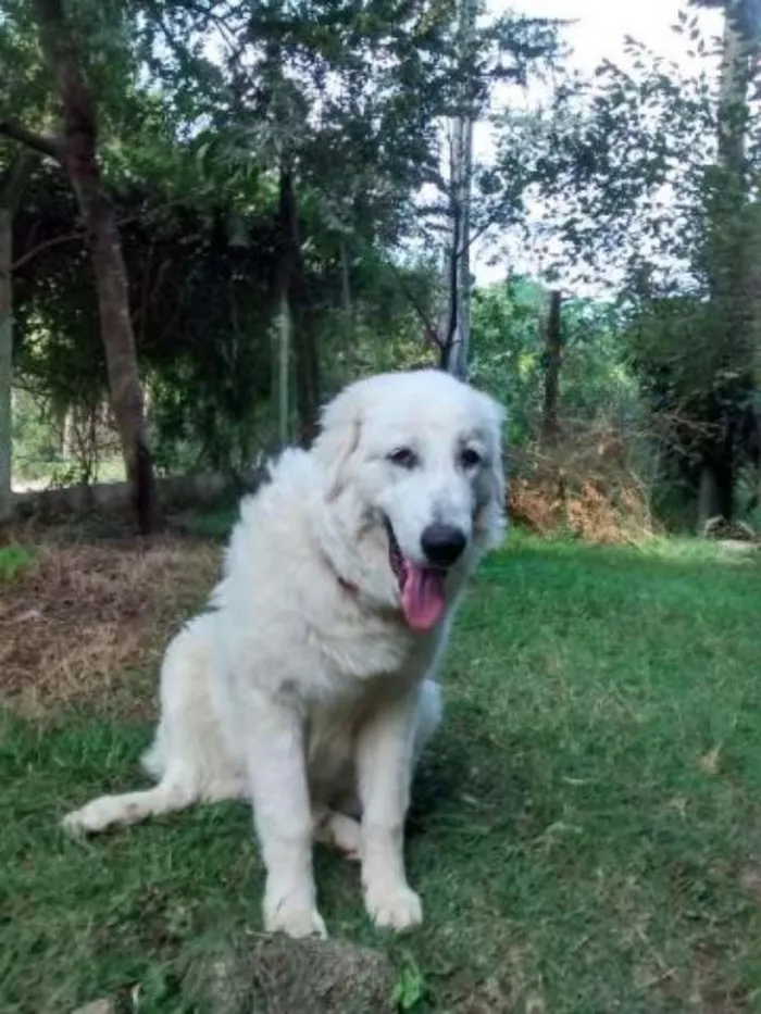 Cachorro ra a Pastor Maremano idade 1 ano nome Johnny