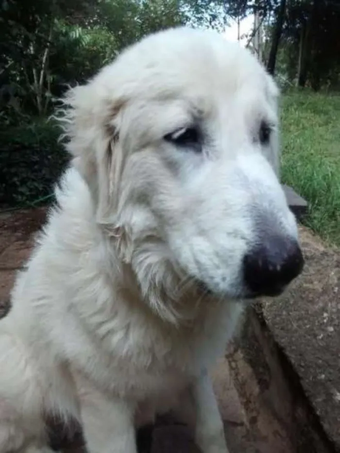 Cachorro ra a Pastor Maremano idade 1 ano nome Johnny