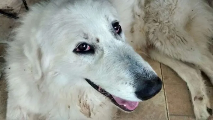 Cachorro ra a Pastor Maremano idade 1 ano nome Johnny