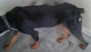 Cachorro raça Rottweiller idade 6 ou mais anos nome Zeus