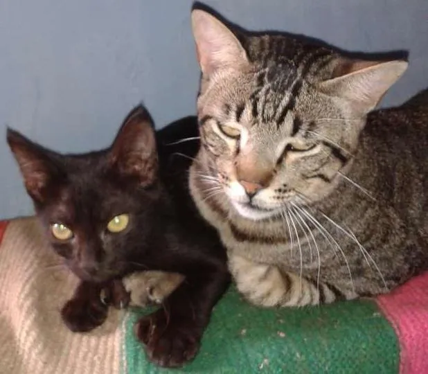 Gato ra a Pretinha idade 1 ano nome Juquinha