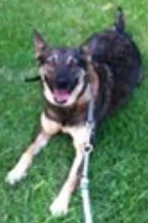 Cachorro raça viralata idade 1 ano nome Laika