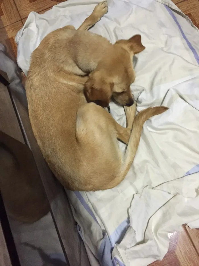 Cachorro ra a Vira-lata  idade 7 a 11 meses nome Cristal 