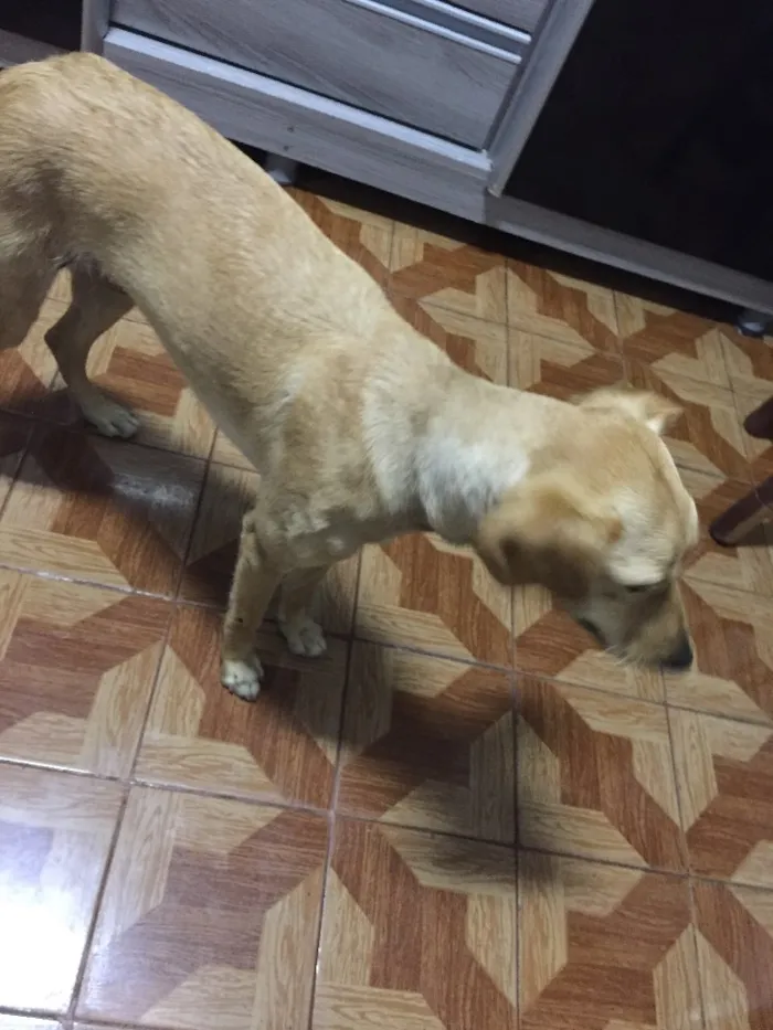 Cachorro ra a Vira-lata  idade 7 a 11 meses nome Cristal 