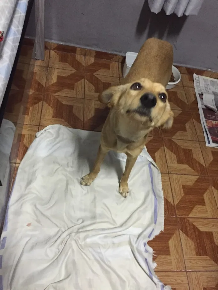 Cachorro ra a Vira-lata  idade 7 a 11 meses nome Cristal 