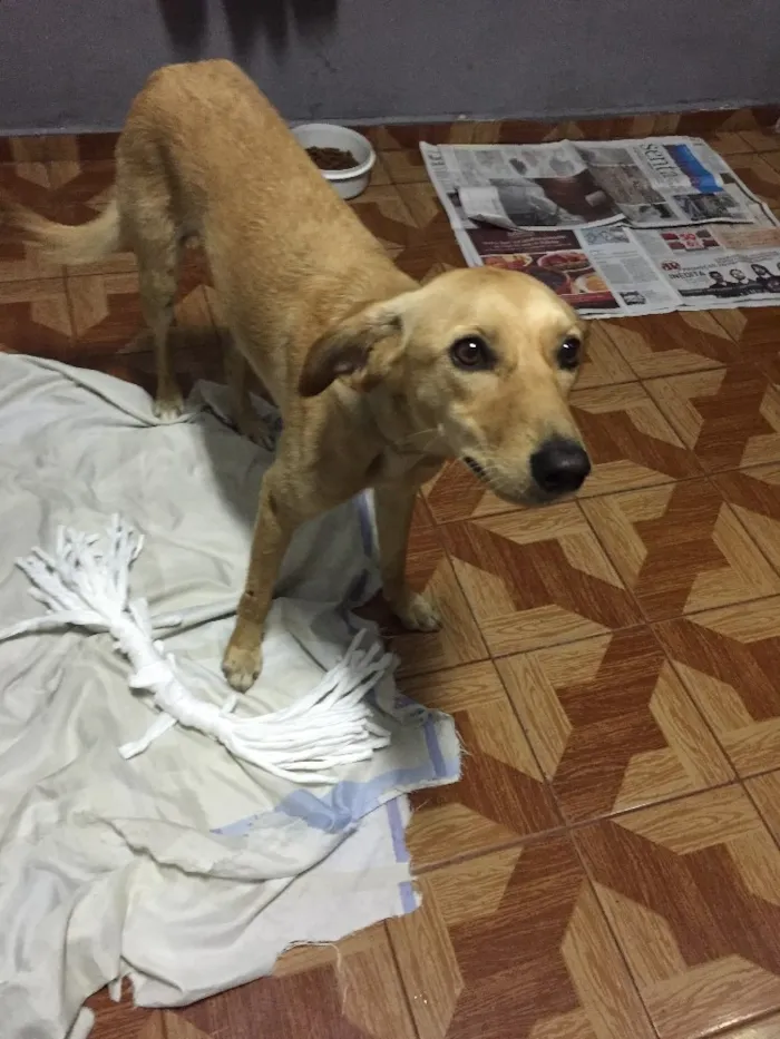 Cachorro ra a Vira-lata  idade 7 a 11 meses nome Cristal 