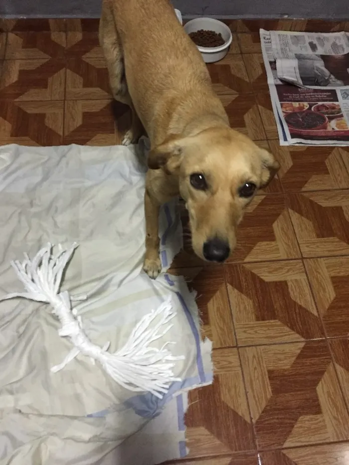 Cachorro ra a Vira-lata  idade 7 a 11 meses nome Cristal 
