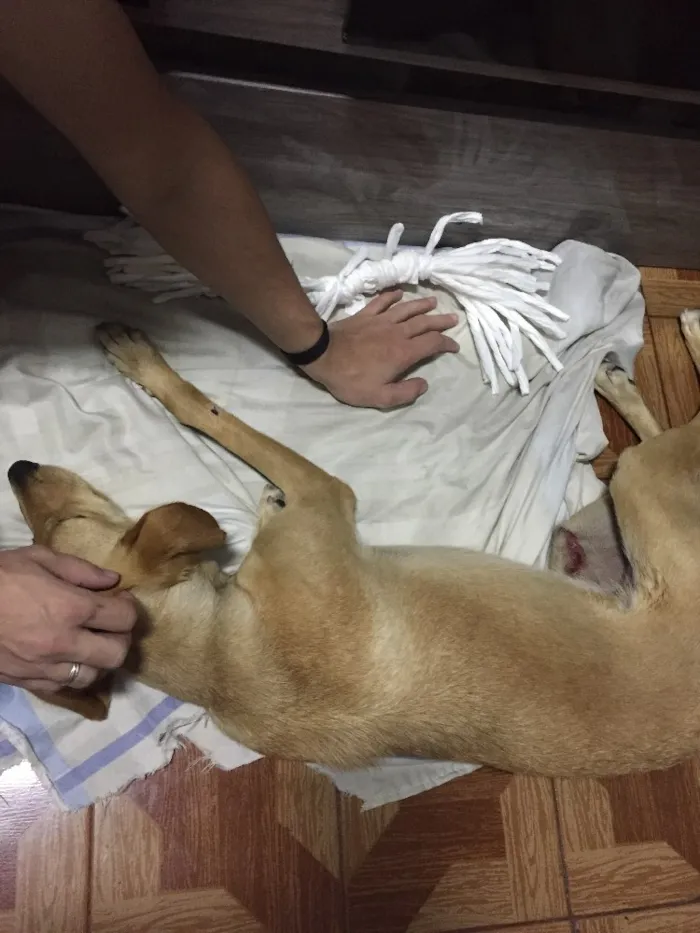 Cachorro ra a Vira-lata  idade 7 a 11 meses nome Cristal 