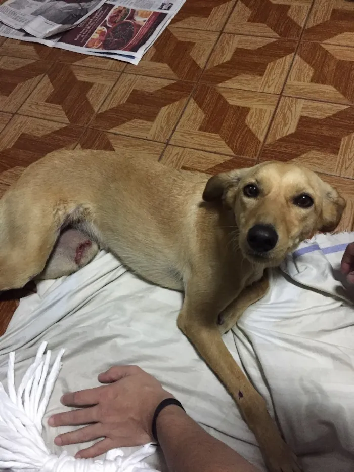 Cachorro ra a Vira-lata  idade 7 a 11 meses nome Cristal 