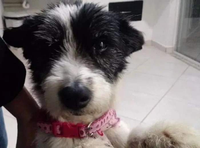 Cachorro ra a Vira-lata idade 2 anos nome Estopinha