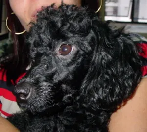 Cachorro raça Poodle idade 6 ou mais anos nome Kiara