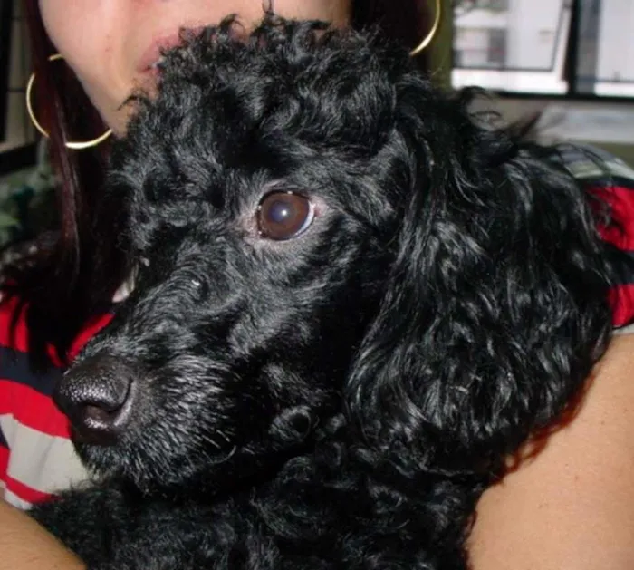 Cachorro ra a Poodle idade 6 ou mais anos nome Kiara