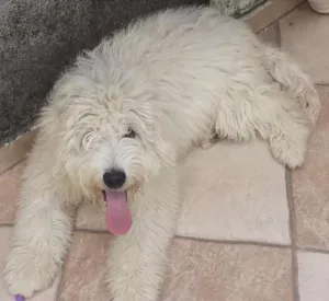 Cachorro raça Poodle idade 2 a 6 meses nome Snow