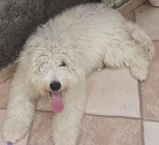Cachorro ra a Poodle idade 2 a 6 meses nome Snow