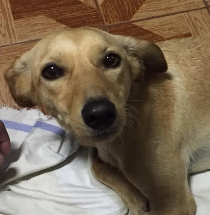 Cachorro ra a Vira-lata  idade 7 a 11 meses nome Cristal 