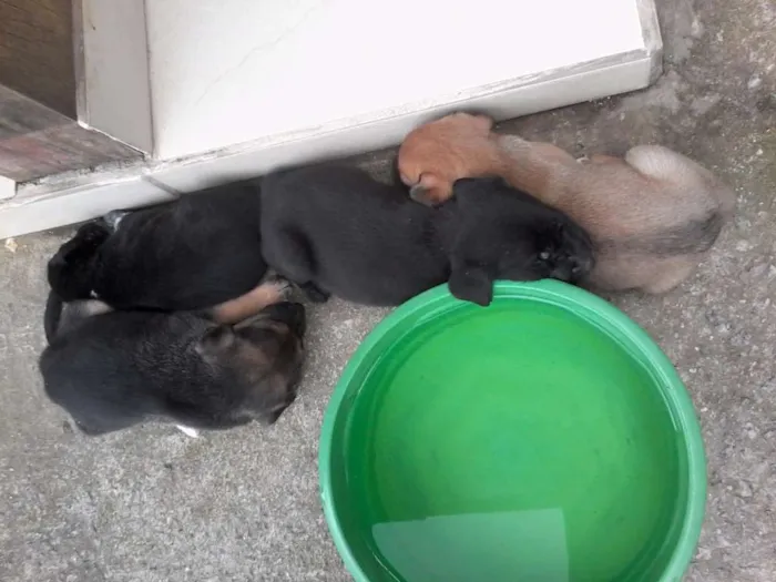 Cachorro ra a mista idade Abaixo de 2 meses nome sem nome