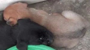 Cachorro raça mista idade Abaixo de 2 meses nome sem nome