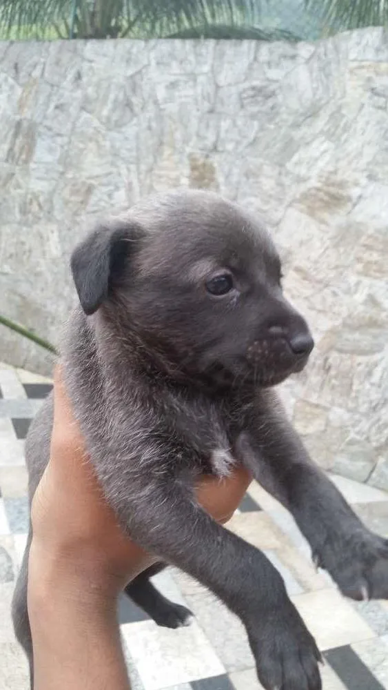 Cachorro raça  idade Abaixo de 2 meses nome Sem nomes