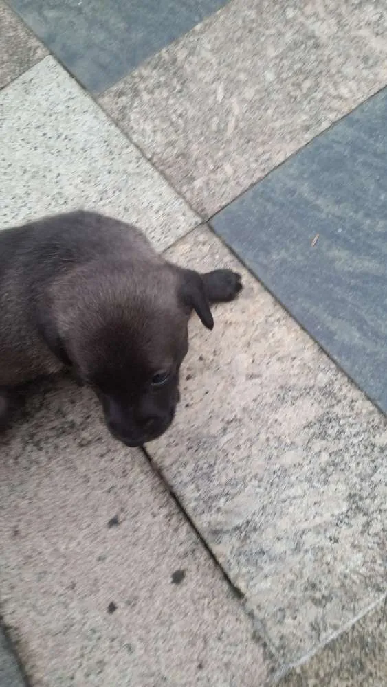 Cachorro raça  idade Abaixo de 2 meses nome Sem nomes